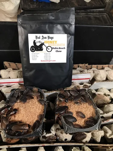 Vista 5 de BadAssBugs™ 1LB Dubia Cucaracha Chow Hornata Miel