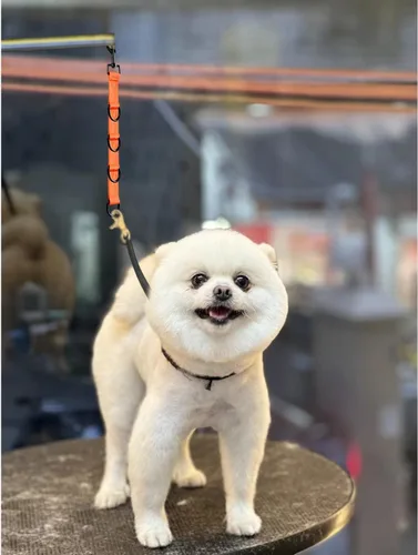 Vista 4 de Lazos de aseo para perros y mascotas, extensión de aseo para perros, 2 PCS correas extensoras para mesa de aseo, 4 anillos en D, lazo para salón