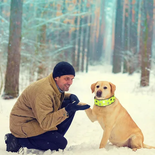 Vista 5 de Paterr 2 collares reflectantes para perro, ajustables de alta visibilidad, con cierre de liberación rápida, cómodos accesorios para pasear perros