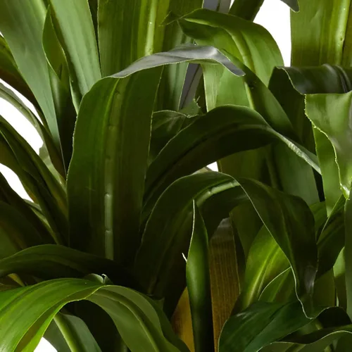 Vista 6 de Nearly Natural, Green 4855 35 pulgadas. Sansevieria con maceta negra