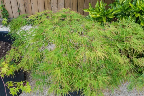 Vista 5 de 10 Upright Green LACELEAF Maple Japanese Seiryu Acer Palmatum Dissectum Viridis Tree Seeds
