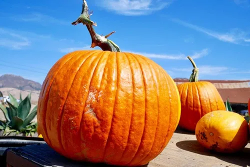 Vista 2 de 20 semillas de calabaza Big Max para plantar, ideales para Jack-O-Lantern