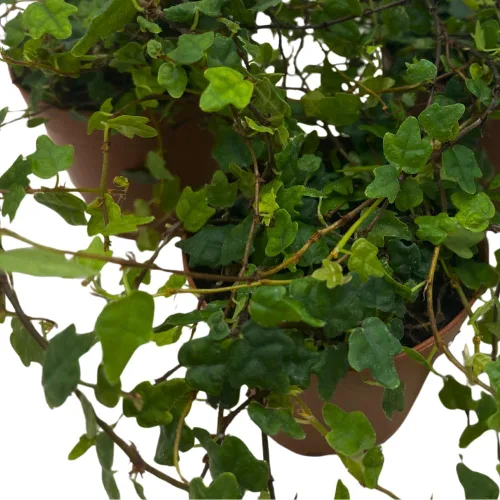 Vista 4 de BubbleBlooms String of Frogs - Juego de 3 plantas miniatura Ficus Quercifolia de hoja de roble de 2 pulgadas