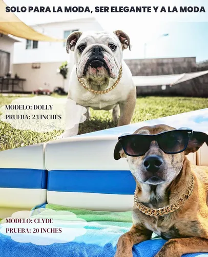 Vista 3 de Collar de perro con cadena dorada de 3/4 de ancho, collar de perro de eslabones cubanos de moda, lindo collar de mascota para perros pequeños