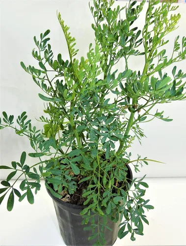 Vista 3 de Ruda Plant Herb of Grace de 5 a 8 pulgadas de alto..