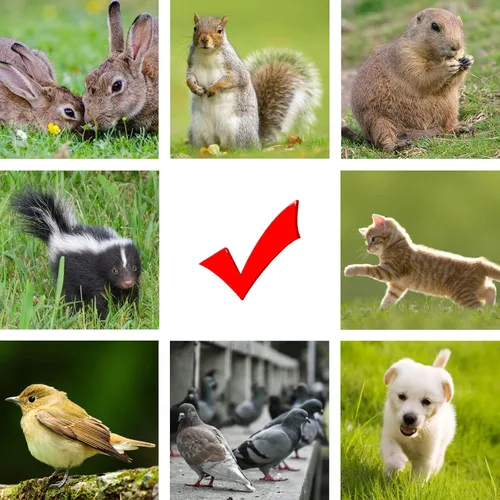 Vista 2 de Cargador de Valla Eléctrica AC FenceMate de Potencia Salida 0.15J hasta 2 Millas para Contener Mascotas Pequeñas, Aves de Corral, Mantener Roedores