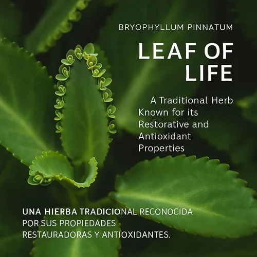 Vista 3 de Kalanchoe Pinnata Forte (Leaf of Life) 90 cápsulas (1500 mg por porción) Bryophyllum Pinnatum - 100% natural, vegano, sin OMG, suplemento dietético