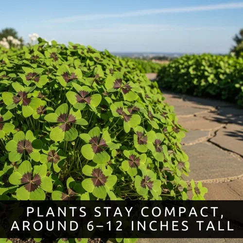 Vista 4 de Bombillas de trébol de Iron Cross, 20 bombillas para plantar, planta de buena suerte, crecimiento rápido durante todo el año, en interiores