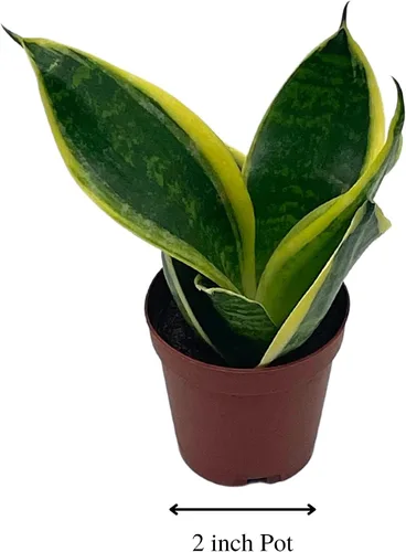 Vista 2 de BubbleBlooms Planta de serpiente varigada en una maceta de 2 pulgadas Sansevieria Dracaena trifasciata Tiny Mini Pixie Plant