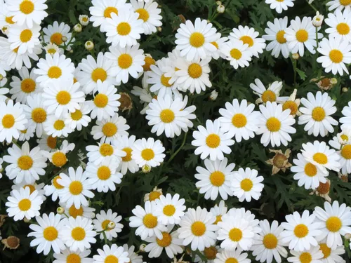 Vista 8 de Pyrethrum Daisy 50 semillas (crisantemo - Tanacetum cinerariifolium) reliquia - Polinizado abierto - Sin OMG - Semilla sin tratar