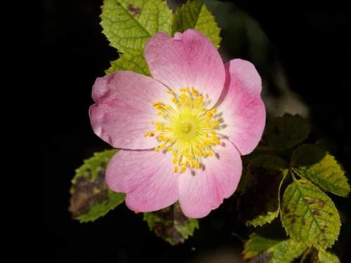 Vista 2 de 50 semillas de rosal de perro - Hermosas flores y sabrosas bayas rojas - Rosa canina