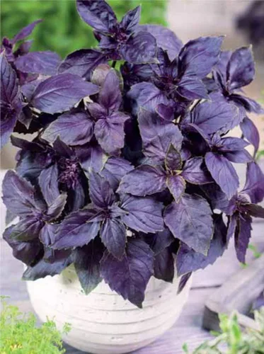 Vista 4 de Semillas de albahaca morada de interior sin OMG hierbas para plantar