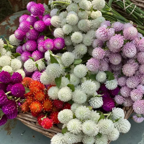 Vista 2 de Más de 1000 semillas de amaranto globo para plantar, semillas de flores de gomphrena de amaranto, pompones, sin OMG, semillas de plantas