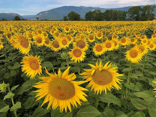 Vista 6 de Semillas de girasol orgánicas, sin OMG, sin sal y veganas sin cáscara de granos