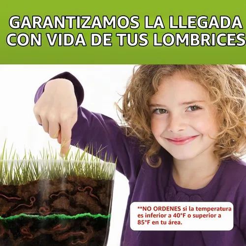 Vista 3 de Kids Gusano Granja Observación Kit se envía con Live gusanos
