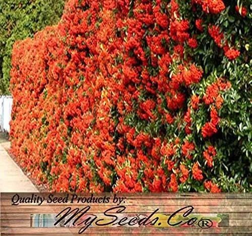 Vista 5 de Big Pack by MySeeds.Co