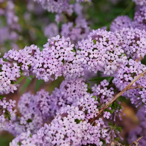 Vista 2 de MOP TOP™ Fuente Mariposa Bush - Olla de 4" -Ganadores probados por Buddleia