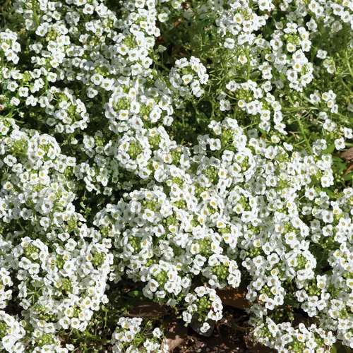 Vista 3 de Eden Brothers Alyssum Seeds - Cesta de Oro