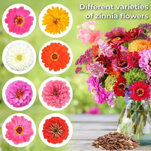 Vista 2 de Más de 16000 semillas de flores de Zinnia para mezcla de colores 2026-7+, alta tasa de germinación, perfectas para jardines, mezcla de semillas