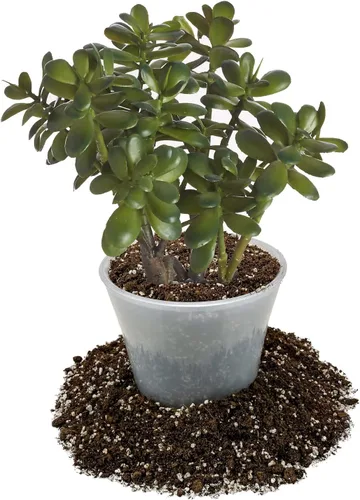 Vista 2 de GARDENERA Mezcla de tierra para macetas prémium para plantas de jade, 2 cuartos de galón, una combinación perfecta de ingredientes orgánicos para un