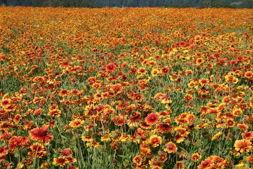 Vista 4 de Blanketflower Gaillardia Seeds (Gaillardia aristata) - Más de 500 semillas de reliquia sin OMG de Isla's Garden Seeds, flores silvestres perennes