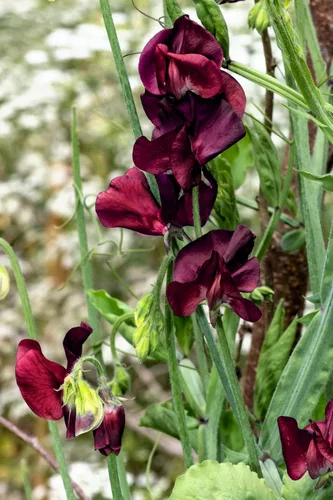 Vista 9 de 10 semillas de vid de flores Black Knight Sweet Pea Lathyrys Odoratus