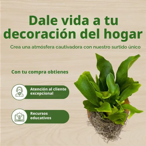 Vista 8 de BubbleBlooms Placa de helecho cuerno de ciervo, helecho cuerno de alce en escultura de madera de cedro, montada con musgo