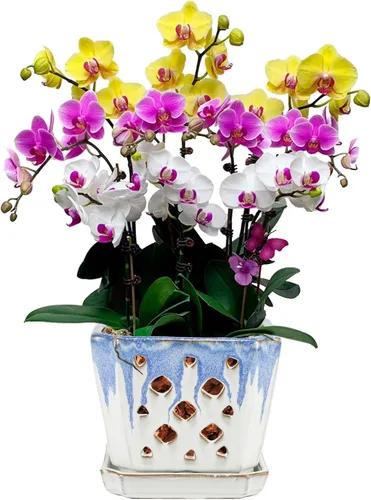 Vista 10 de W&W Ceramic Orchid Pot with Holes and Saucer for Repotting, Blue, 7" Azul