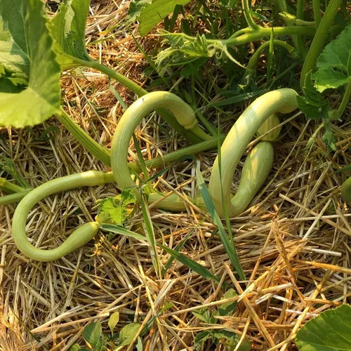 Vista 3 de TomorrowSeeds - Semillas de calabaza Tromboncino - Más de 30 unidades - para plantar 2026 Zuchetta Rampicante Trombetta Tromboncino Calabacín