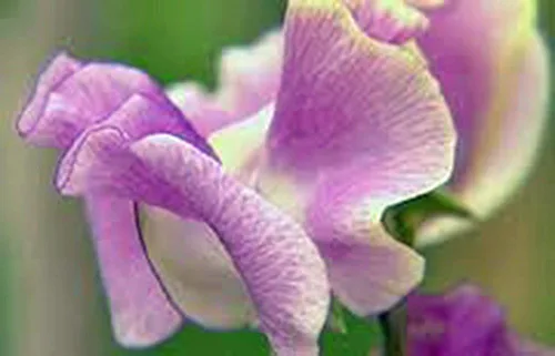 Vista 3 de Sweet Pea, 100 semillas recién cosechadas, flor de gran corte