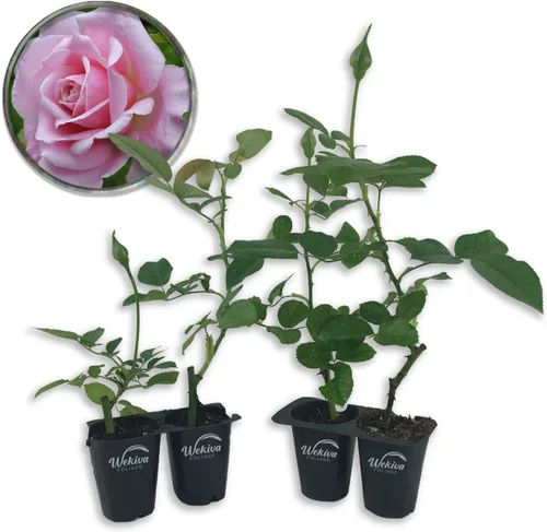 Vista 9 de Belinda's Dream Rose Bush - Planta de inicio vivo en una maceta de 2 pulgadas, rosa bellamente fragante de Florida, una belleza versátil con una