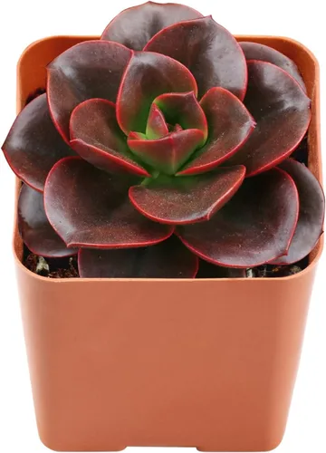 Vista 14 de Plantas suculentas vivas de 2 pulgadas, cactus con cono de pino, mini suculentas en maceta, planta de interior de fácil cuidado, regalos únicos