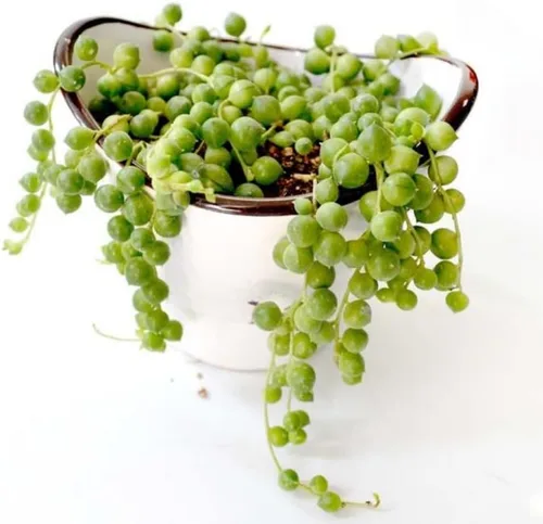 Vista 2 de String of Pearls Succulent Trailing Vine, Planta de interior viva en maceta