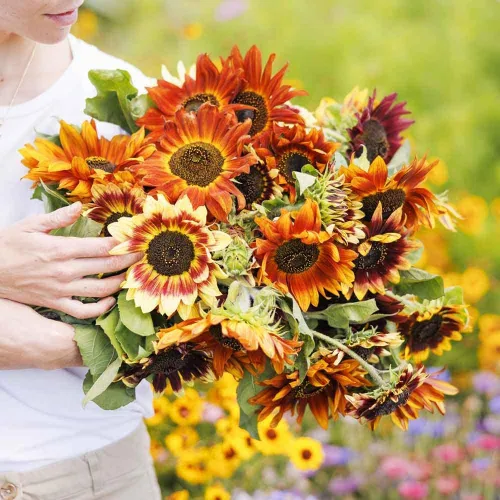 Vista 2 de Eden Brothers Semillas de girasol - Autumn Beauty