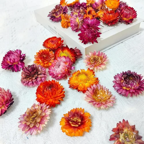 Vista 8 de 100 cabezas de margaritas secas naturales, suministros florales secos multicolores