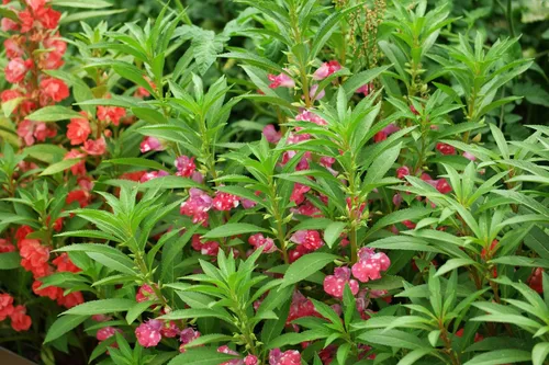 Vista 6 de Semillas Balsam Camellia Flowered Mix - Impatiens balsamina - Flores anuales para plantar - Sin OGM