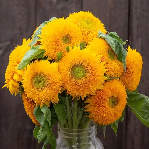 Vista 11 de Eden Brothers Semillas de girasol - Autumn Beauty