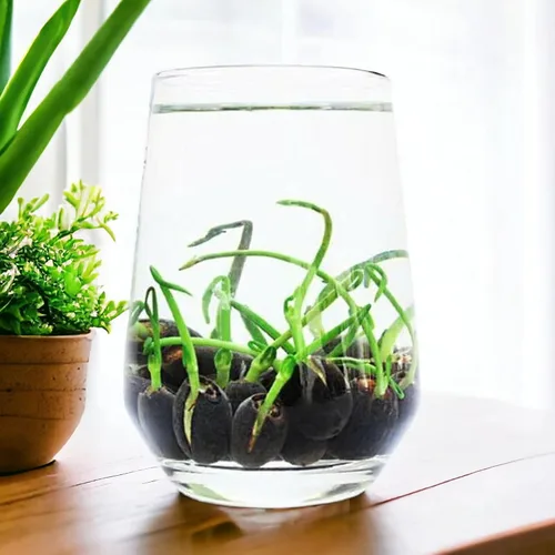 Vista 4 de 12 piezas de semillas de loto de colores mixtos rosa, rojo y verde para plantar hermosas plantas acuáticas para bonsáis de interior, estanques al