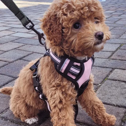 Vista 8 de Buddy's Best Arnés para perro, arnés sin tirones para mascotas, con 2 clips para correa, arnés ajustable suave acolchado reflectante de seguridad