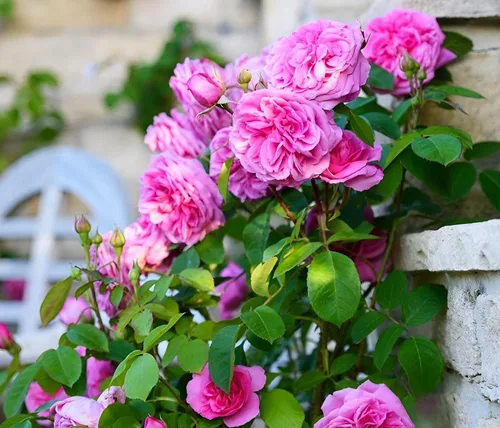 Vista 5 de Más de 100 semillas de rosa rosa trepadoras para plantar al aire libre, planta con flores perennes para enrejados, cenadores, bordes de jardín