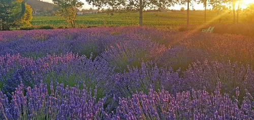 Vista 3 de L+ Lavanda Hidcote Azul Oscuro Flores (Maceta de 4 pulgadas, 2 Plantas)