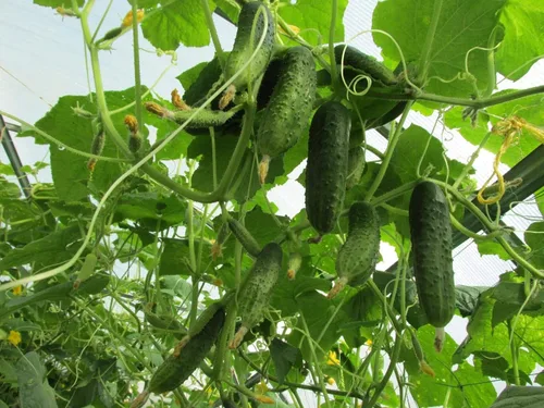 Vista 2 de Semillas Pepino Pepinillo Wisconsin Heirloom Vegetal para plantar sin OMG