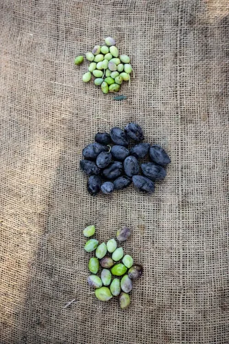 Vista 6 de Aceitunas grandes griegas mixtas sin hueso - Aceitunas Kalamata y verdes (Halkidiki) - 13.1 oz - Orgánico - Sin gluten - Sin OMG - Paleo - Keto
