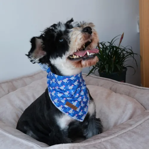 Vista 3 de Unique style paws Bandana para perro con bandera del Día de la Independencia, ideal para perros pequeños, medianos y grandes Bandana de tiburón