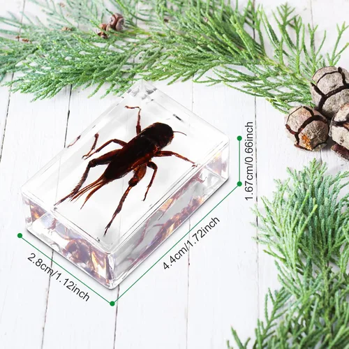 Vista 3 de Juego de 20 muestras de insectos en resina, colección de insectos, pisapapeles, arácnidos, resina de arácnidos, diferentes tipos o tamaños, insecto