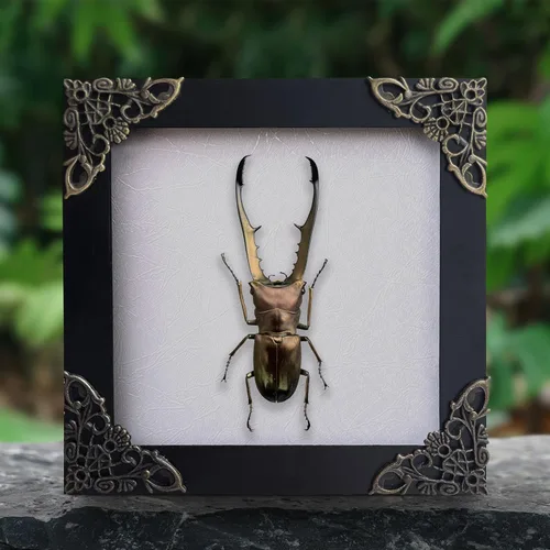 Vista 12 de 2 Real Dragonfly Specimens Shadow Box Framed Insect Display Oddities Curiosities Entomology Collection Natural History Wall Decor Gift for Nature
