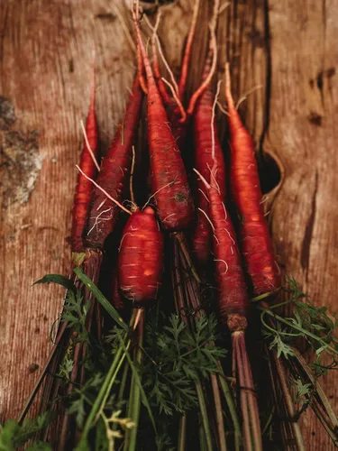 Vista 5 de Zanahoria roja dragón – 150 semillas – Variedad rara reliquia y polinizada abierta, semillas de vegetales sin OMG para plantar en interiores