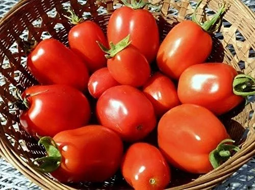 Vista 6 de Más de 30 semillas de tomate italiano Roma, reliquia sin OMG, determinadas, polinizadas abiertas, sabor anticuado, suaves, dulces, deliciosas