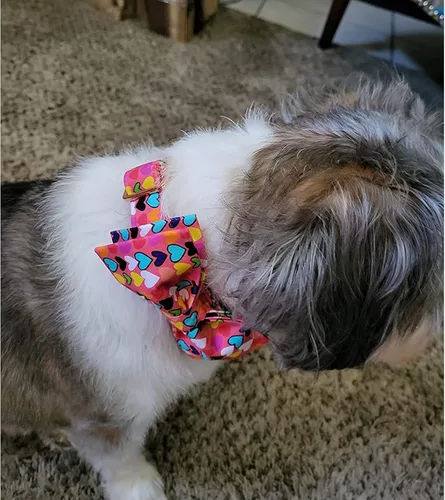 Vista 5 de Lionheart glory - Collar de perro de San Valentín, collares para perros con lazo, collares para mascotas ajustables con lazo para perros pequeños