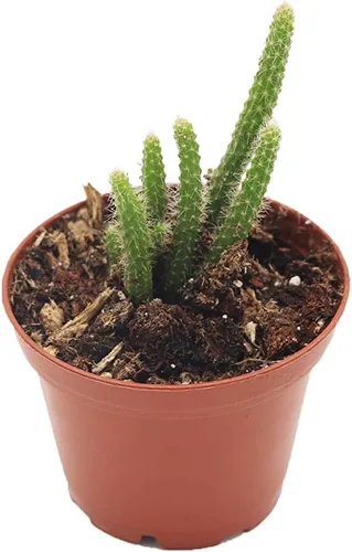 Vista 4 de Fishbone Cactus (combo de tres plantas) - Maceta de cultivo de 2.5 pulgadas California Tropicals